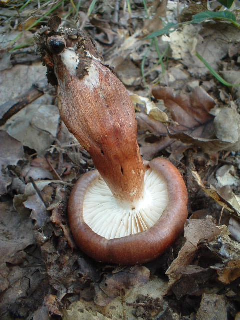 Tricholoma ustaloides
